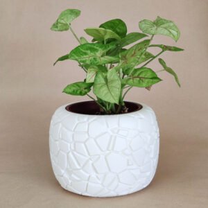 Voronai Planter